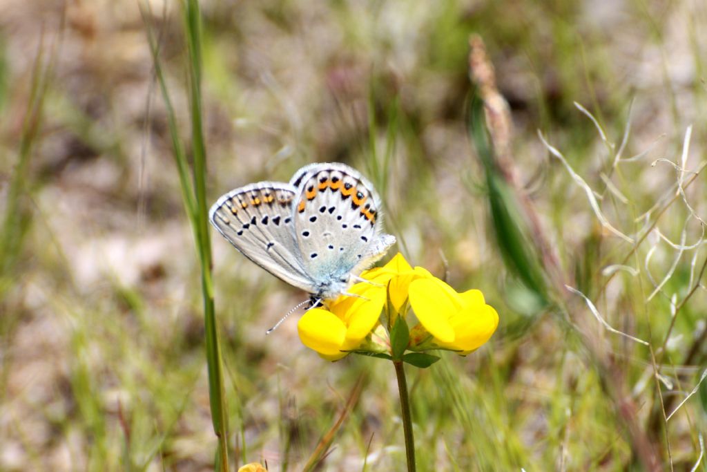 Lycaenidae ....... quale? - Plebejus sp.